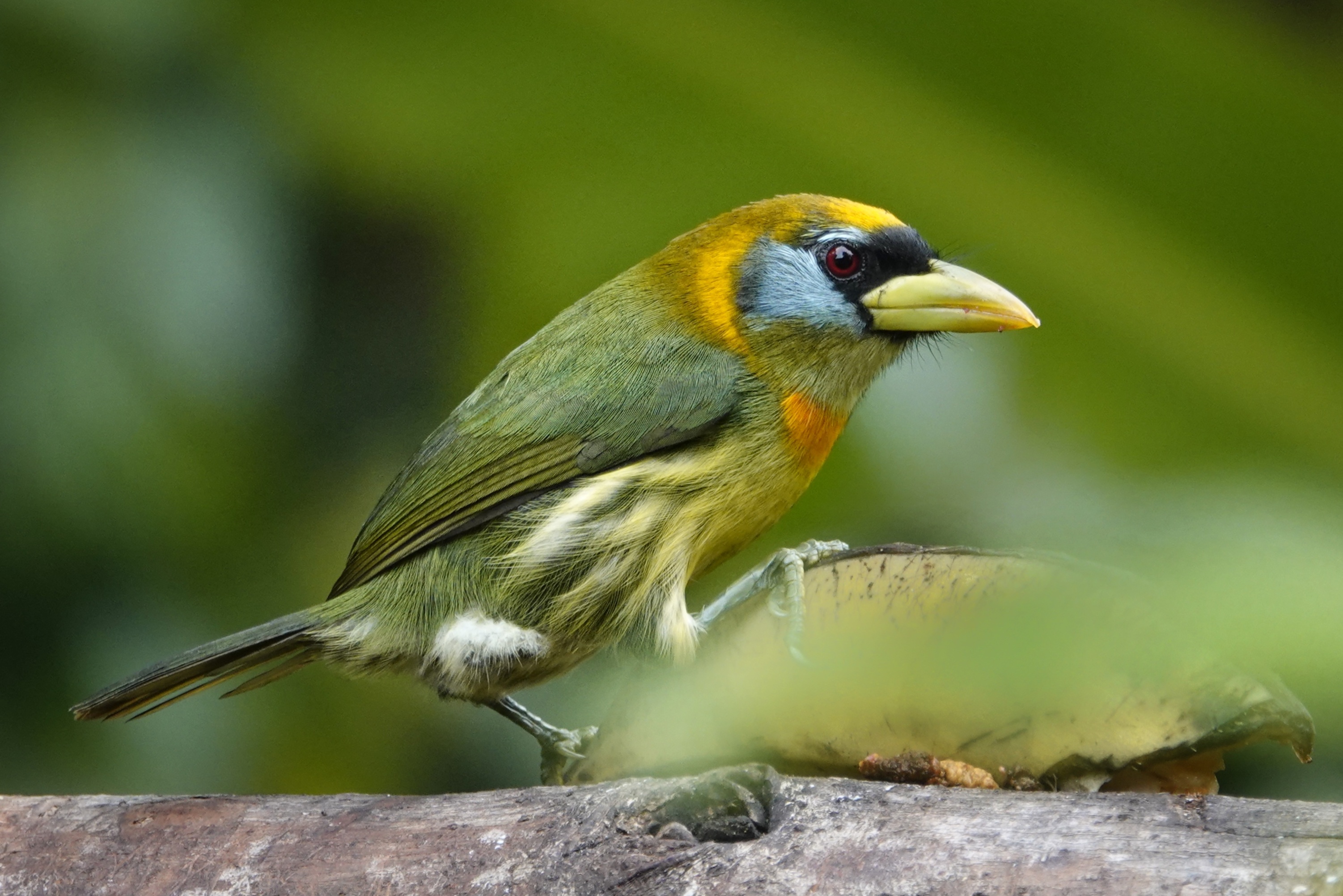 Oiseau coloré à Mindo